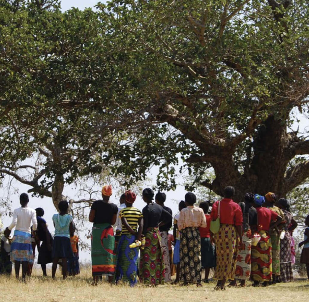 A group of people stand under a large tree.