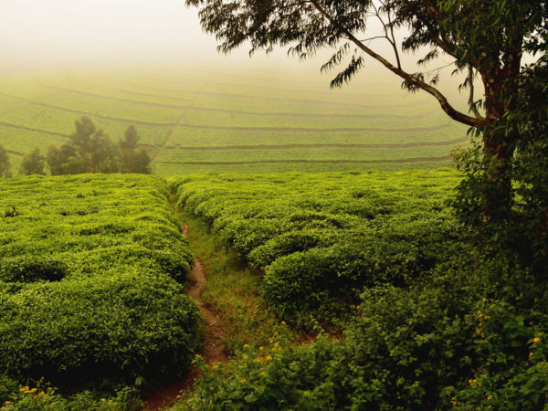 Plantations de thé dans le nord-ouest montagneux du Rwanda.
