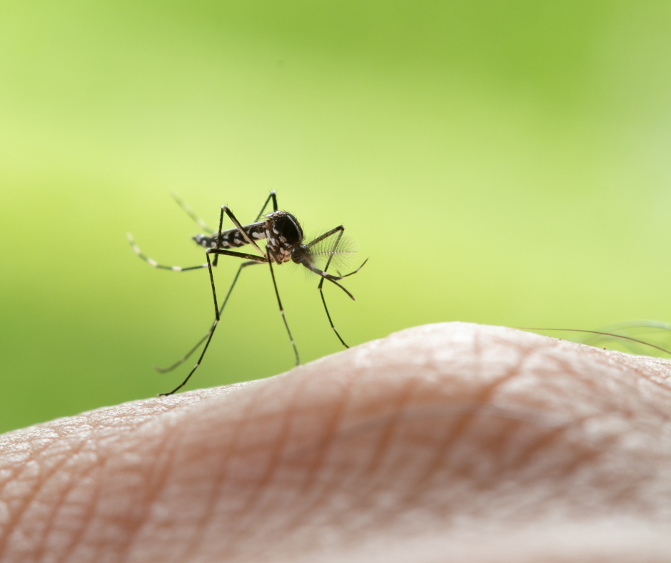 Close up de um mosquito mordendo a pele humana.
