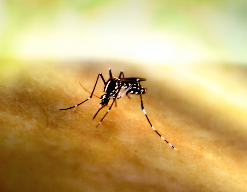 Primer plano de la picadura del mosquito Aedes por un mosquito Aedes. Esta especie puede transmitir múltiples enfermedades. Crédito: NIAID
