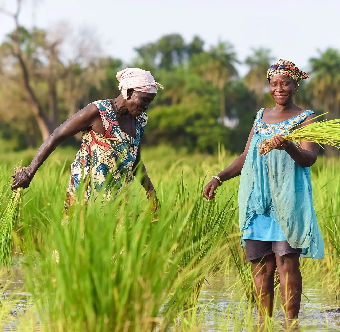 Two women harvesting rice from a paddy field